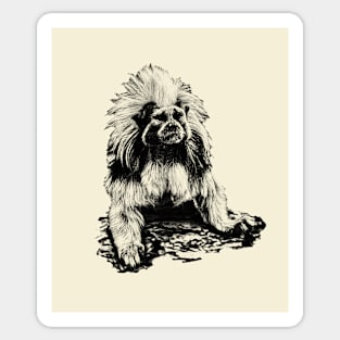 Cotton-top tamarin Sticker